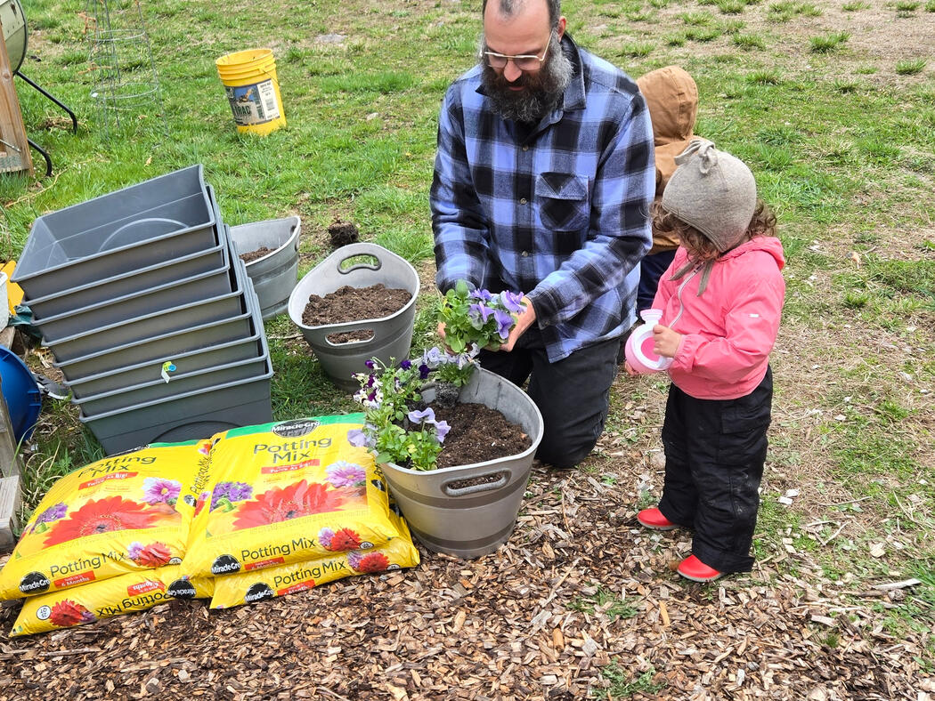 Radish Harvest Radish greens in an aluminum garden bed with someone reaching in to harvest.