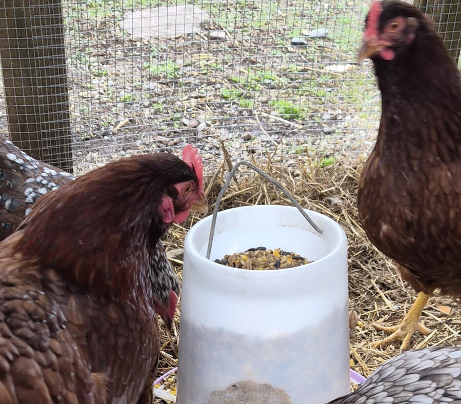The Girls A couple of Rhode Island Red hens in their run, about to eat.