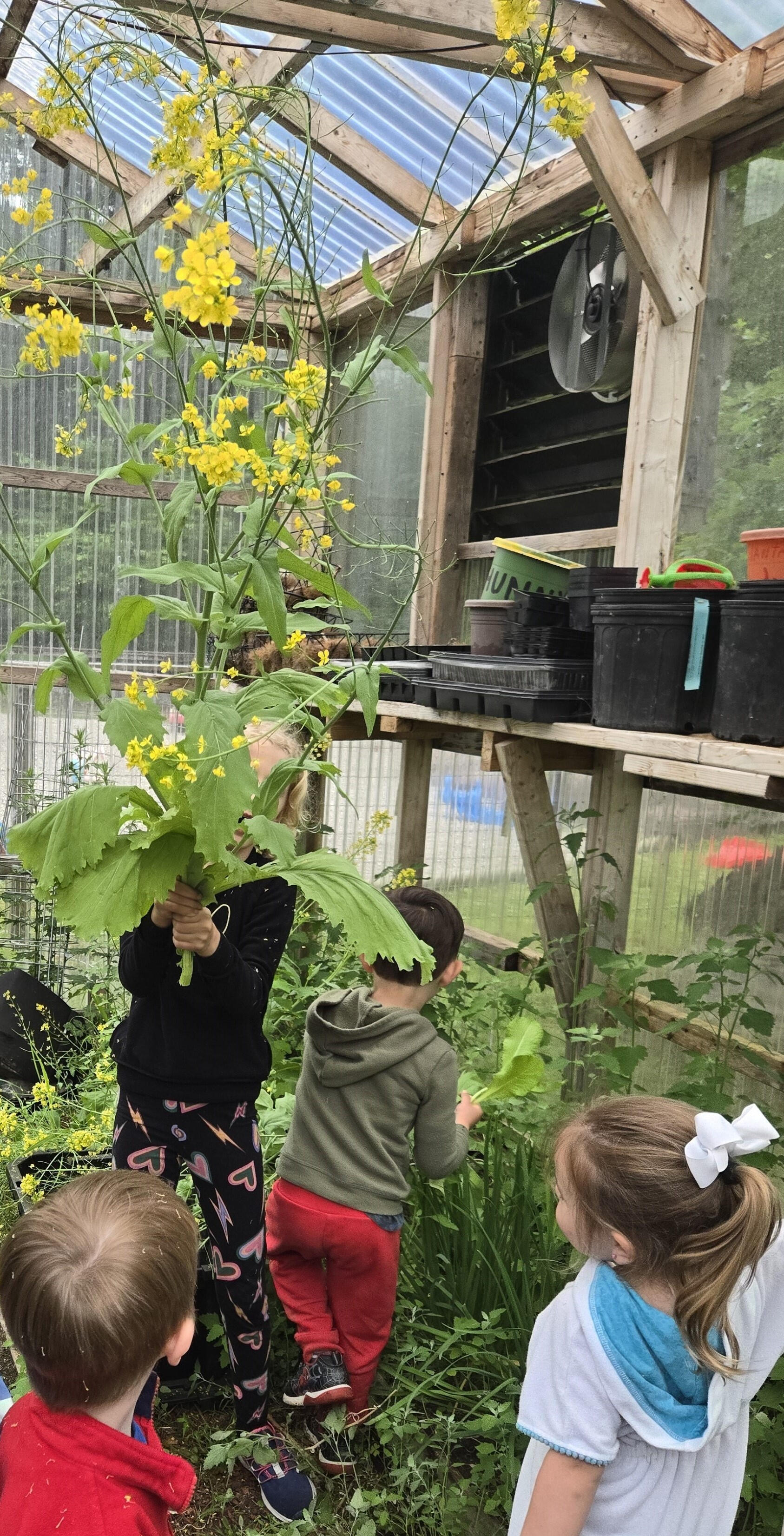 In the Greenhouse Youths in a greenhouse are observing a harvested mustard plant that has bolted.